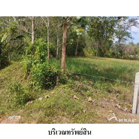 ที่ดินเปล่า นาโยง ตรัง 0-2-96ไร่ - 6