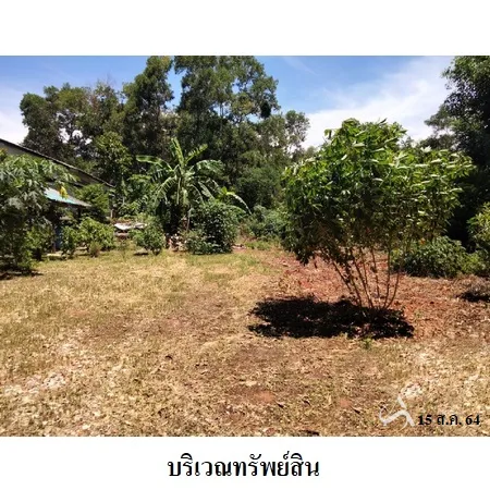 ที่ดินเปล่า ทุ่งตะโก ชุมพร 1-0-45ไร่ - 3