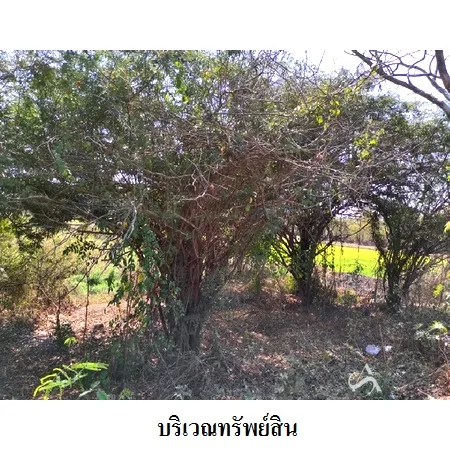 ที่ดินเปล่า เฉลิมพระเกียรติ นครราชสีมา 1-1-37ไร่ - 5