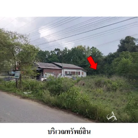 ที่ดินเปล่า ยะหริ่ง ปัตตานี 0-2-53ไร่ - 3