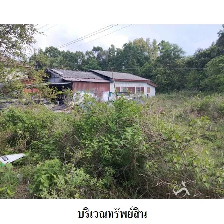 ที่ดินเปล่า ยะหริ่ง ปัตตานี 0-2-53ไร่ - 6