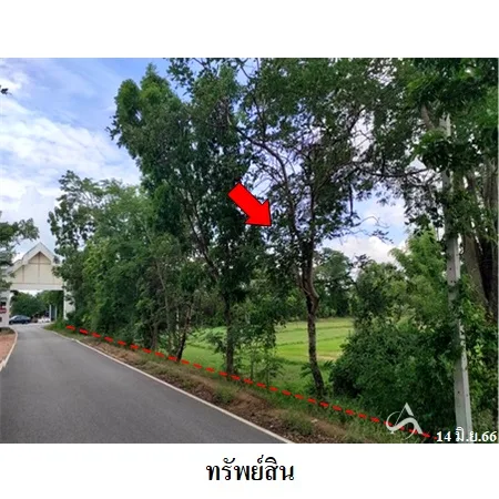 ที่ดินเปล่า โนนสูง นครราชสีมา 12-0-2ไร่ - 9