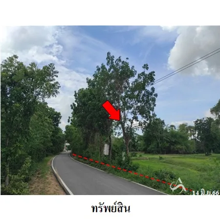 ที่ดินเปล่า โนนสูง นครราชสีมา 12-0-2ไร่ - 11