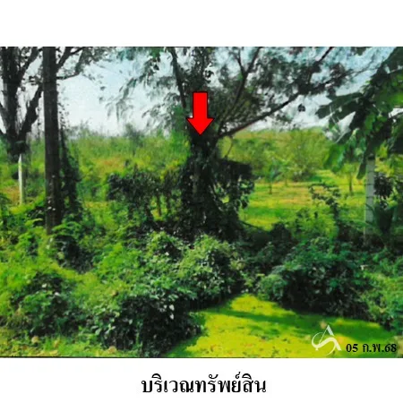 ที่ดินเปล่า ชัยบาดาล ลพบุรี 14-0-78ไร่ - 8