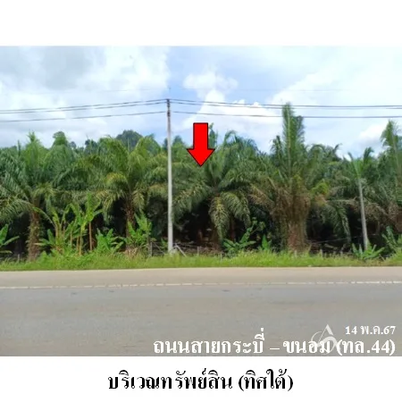 ที่ดินเปล่า พระแสง สุราษฏร์ธานี 20-3-0ไร่ - 2