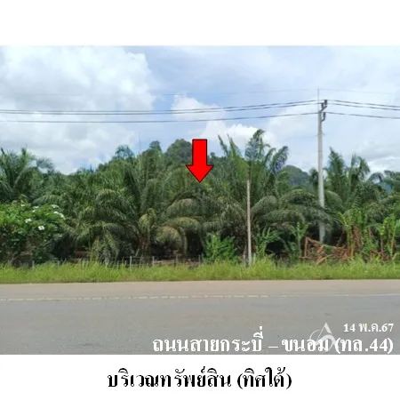 ที่ดินเปล่า พระแสง สุราษฎร์ธานี 19-2-58ไร่ - 3