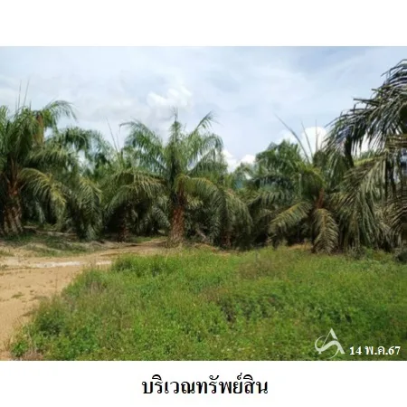 ที่ดินเปล่า พระแสง สุราษฎร์ธานี 19-2-58ไร่ - 5