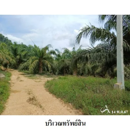 ที่ดินเปล่า พระแสง สุราษฎร์ธานี 19-2-58ไร่ - 6